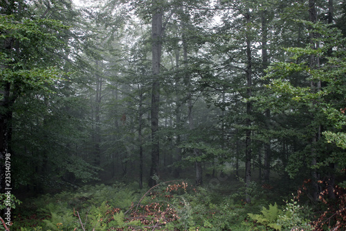 Wallpaper Mural Forest fog green trees Torontodigital.ca