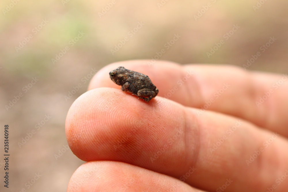 Frog hands Frog hands