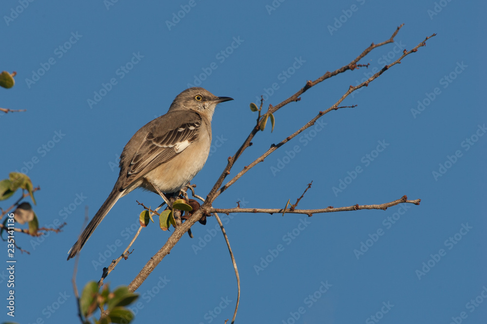 Northern Mockingbird taken in SW Florida