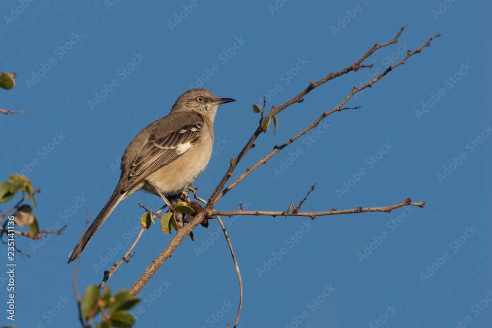 Northern Mockingbird taken in SW Florida Northern Mockingbird taken in SW Florida