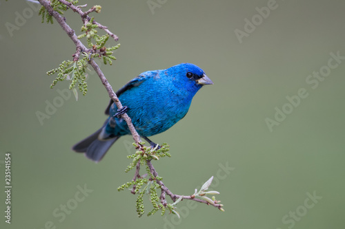 Indigo Bunting male taken in SW Florida in the wild photo