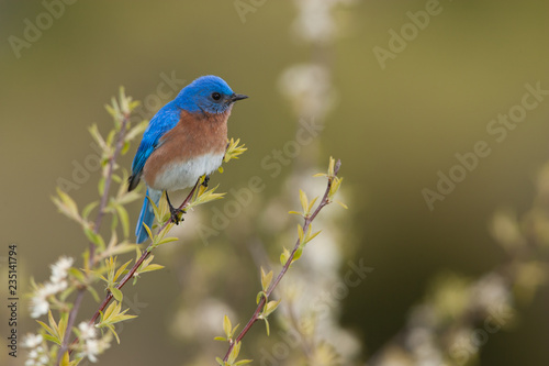 Eastern Bluebird male taken in southern MN in the wild