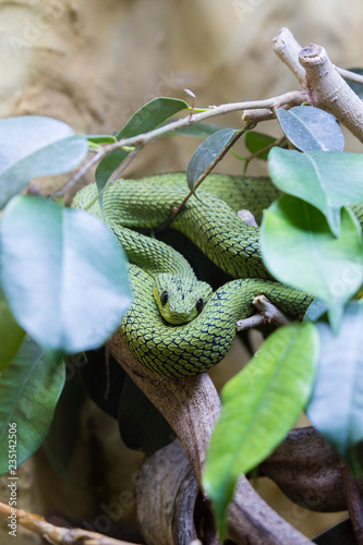 Atheris nitschei - Great Lakes Busch Viper lying on the tree. photo