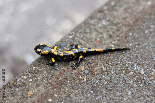 Fire salamander on asphalt roadside