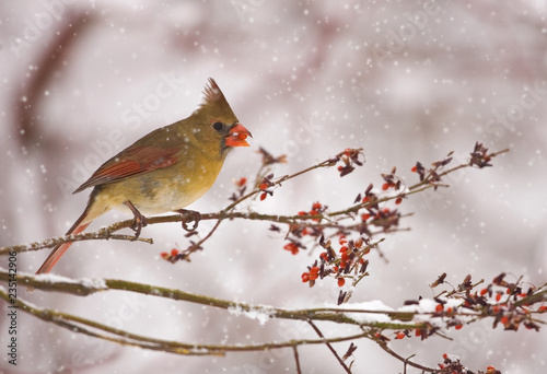 Northern Cardinal female in snow taken in southern MN in the wild © Stan