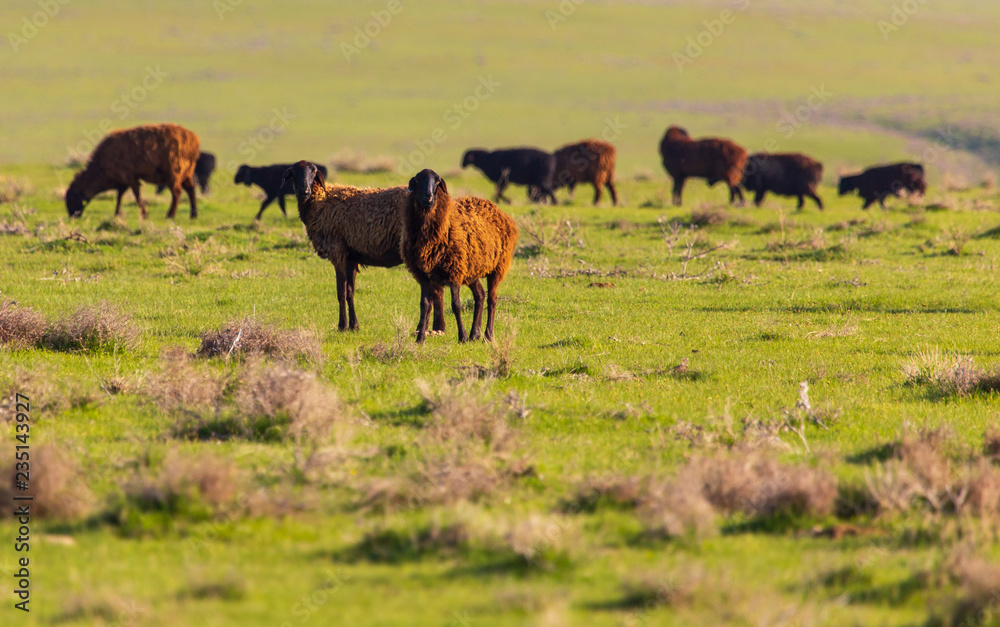 A flock of sheep graze in a field in spring