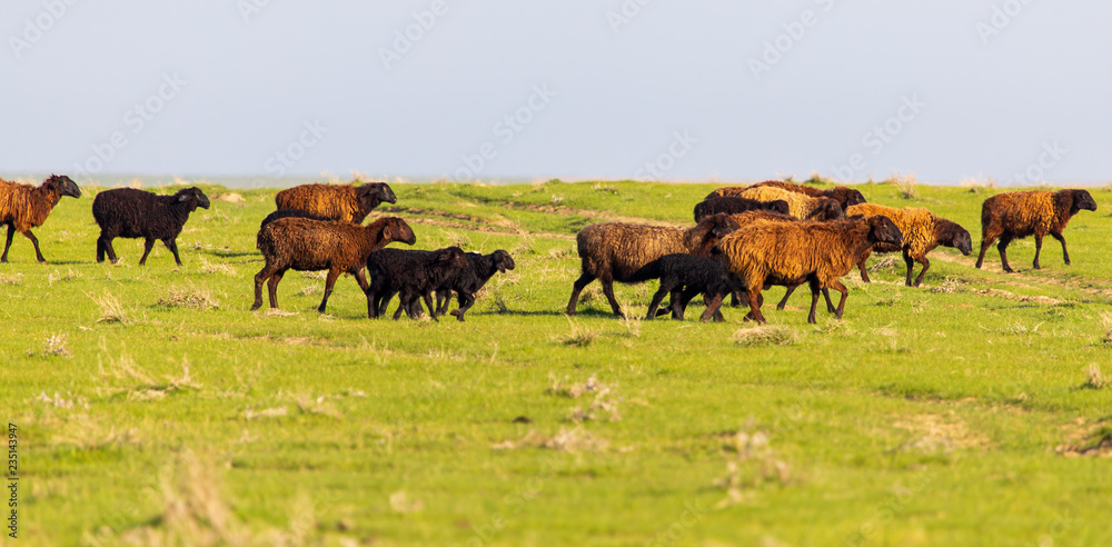 A flock of sheep graze in a field in spring