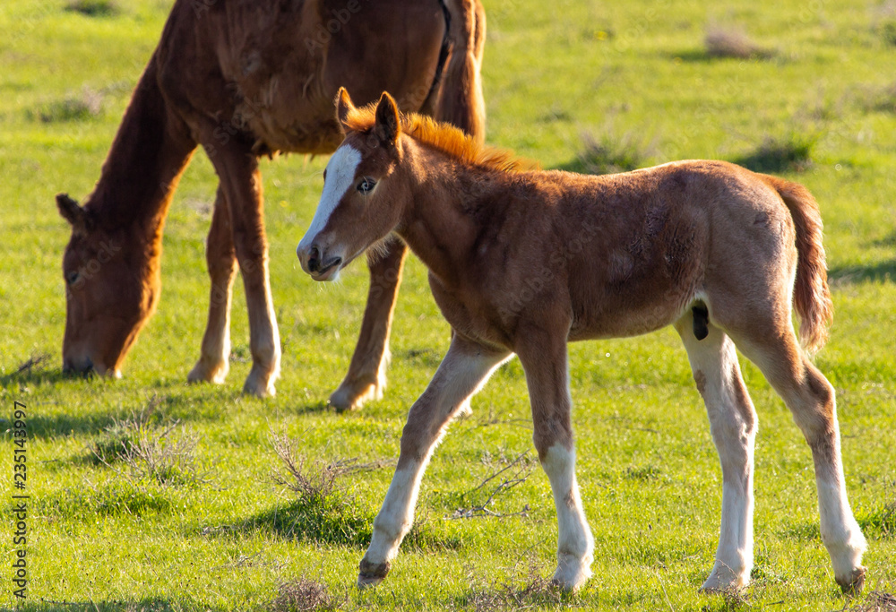 Fototapeta premium Portrait of a horse in the spring steppe
