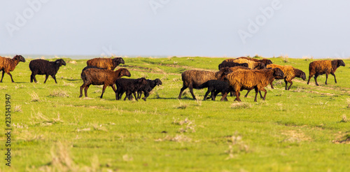 A flock of sheep graze in a field in spring