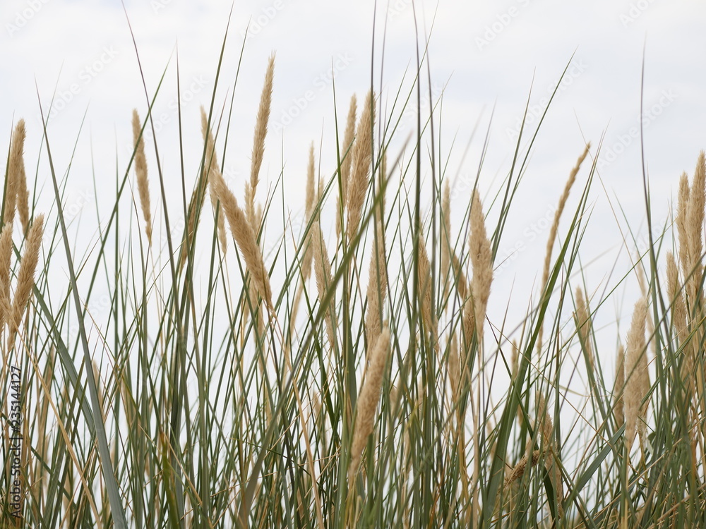 reed on a dune