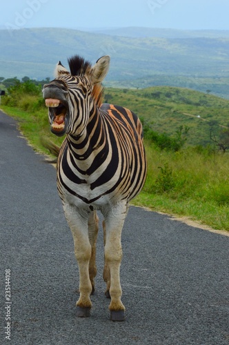Shouting Zebra in African Savannah