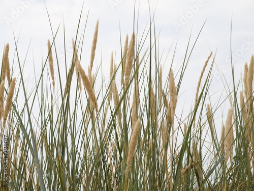 reed on a dune