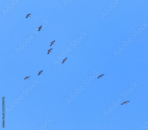 A flock of migratory birds against a blue sky