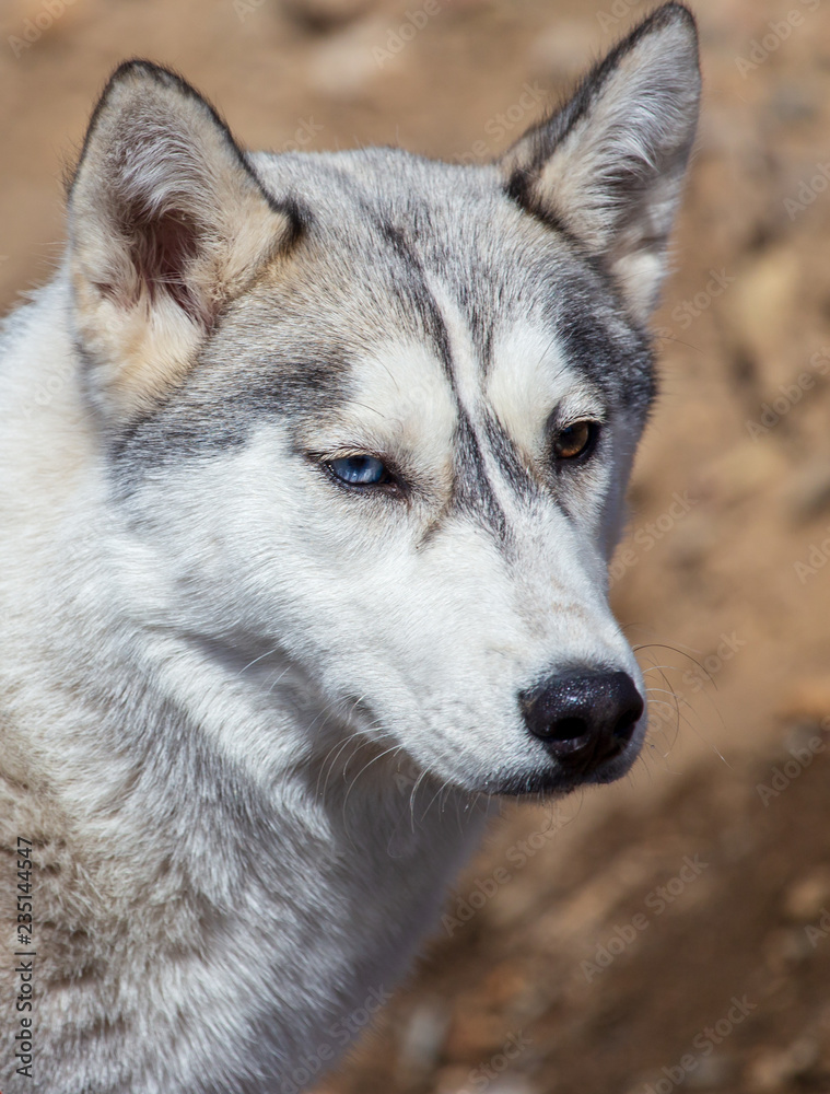 Portrait of a husky dog in nature Portrait of a husky dog in nature
