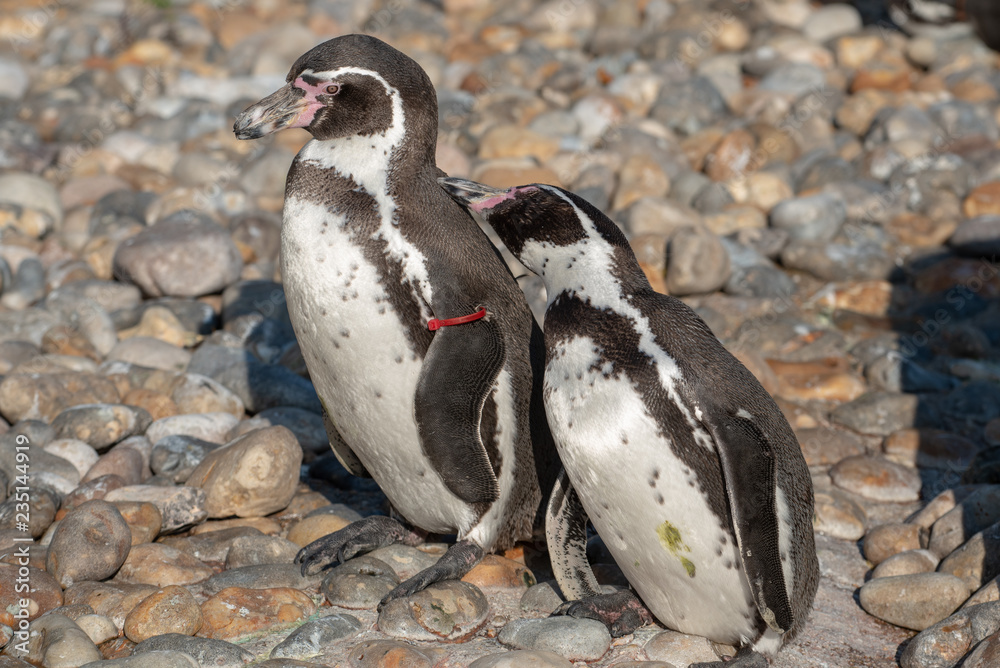 Fototapeta premium Humboldt Penguins