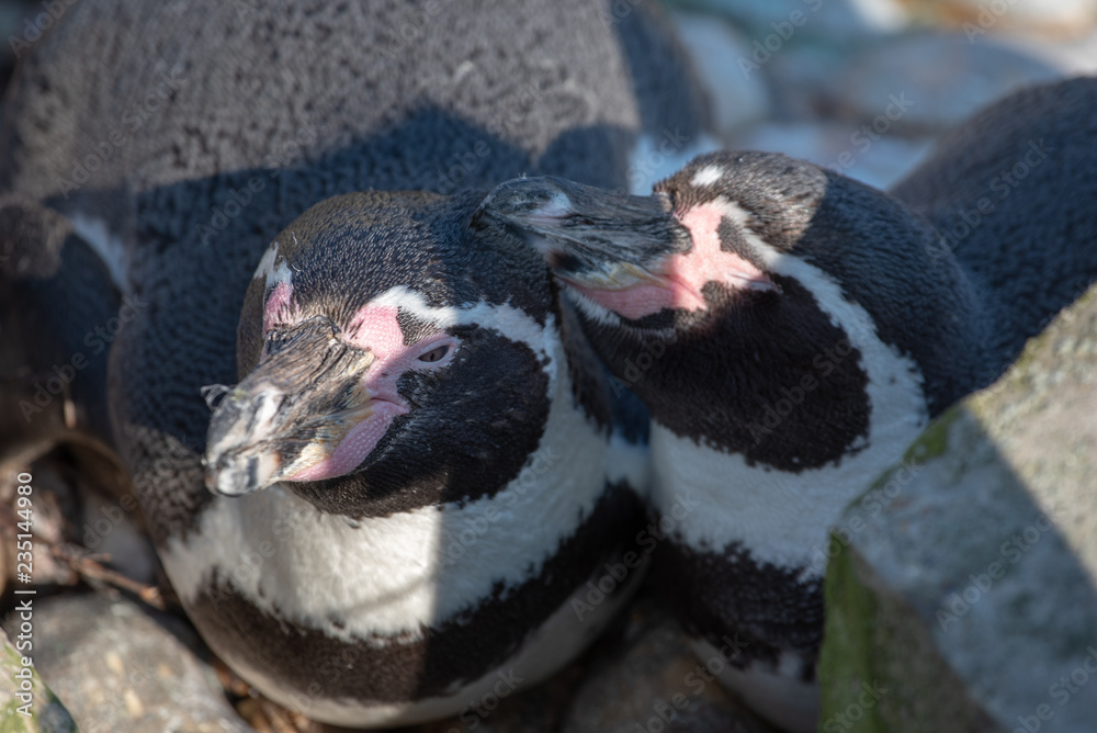 Fototapeta premium Humboldt Penguins