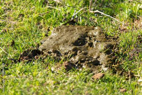 Shit of the beast on the grass in the field