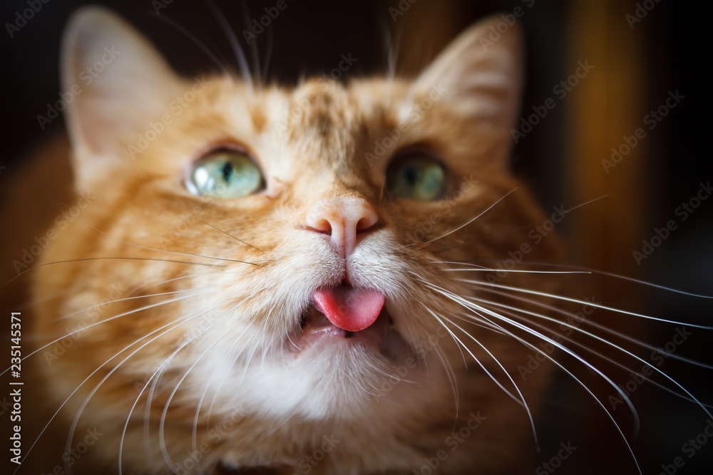 Fototapeta premium Lovely cat looking somewhere and showing its tongue. Selective soft focus.