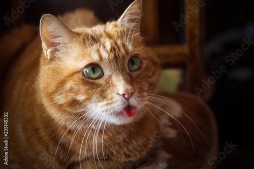 Lovely cat looking somewhere and showing its tongue. Selective soft focus. © Vladimir Arndt