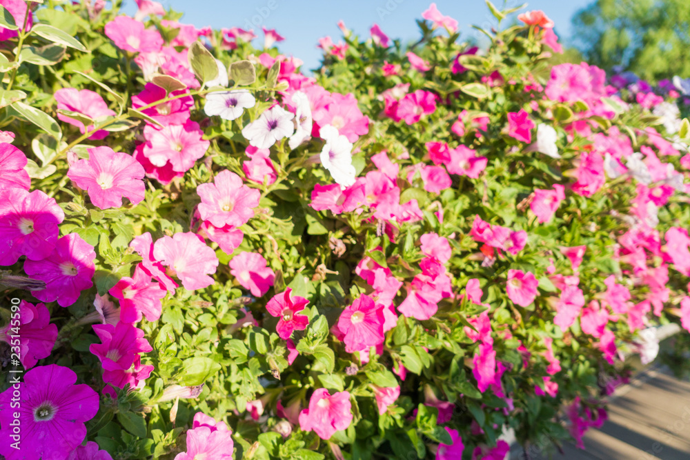 beautiful petunia flowers on the bridge in the park