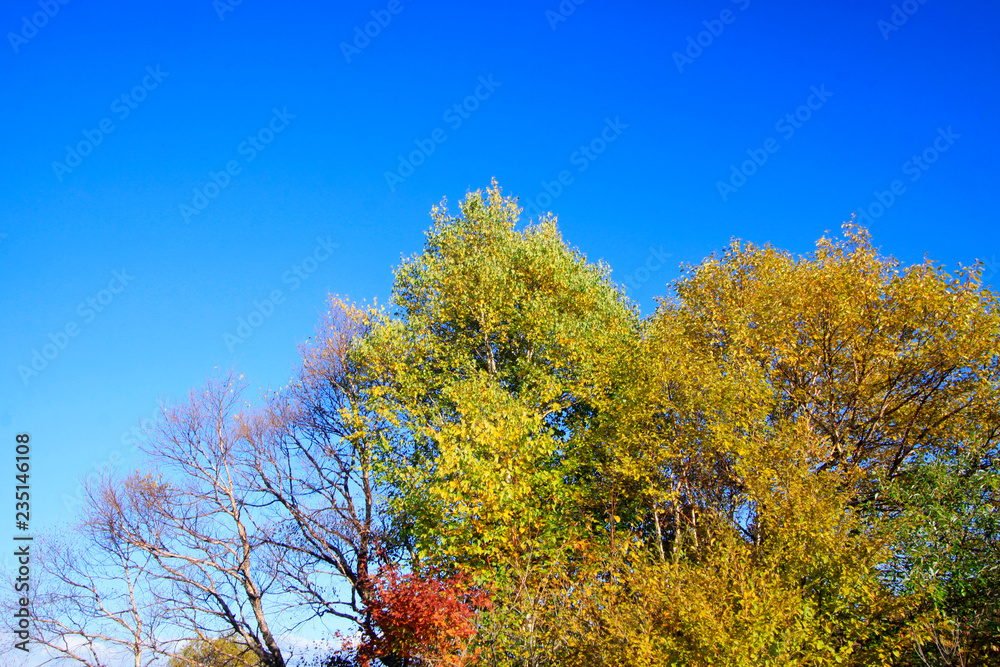 Color trees under blue sky background
