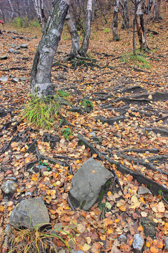 old tree roots on the ground