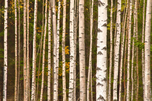 Fototapeta Naklejka Na Ścianę i Meble -  Nice young birch forest in fall with some yellow autumn leaves
