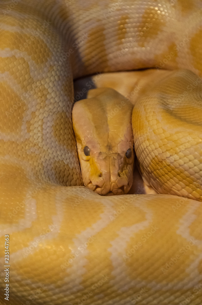 Fototapeta premium Yellow snake (Elaphe sauromates)