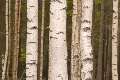 Closeup of few white birch trunks in the birch forest.