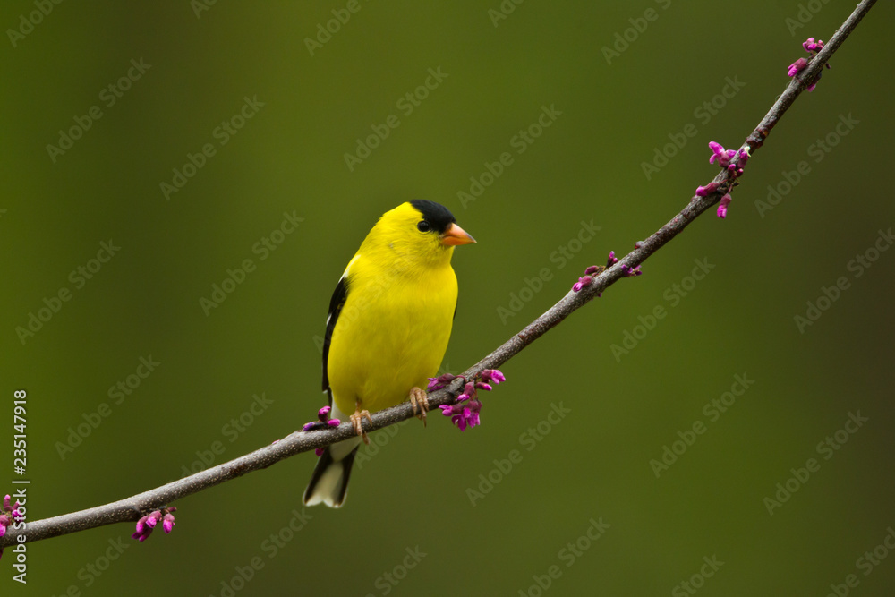 American Goldfinch on crabapple taken in southern MN American Goldfinch on crabapple taken in southern MN