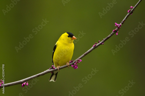 American Goldfinch on crabapple taken in southern MN