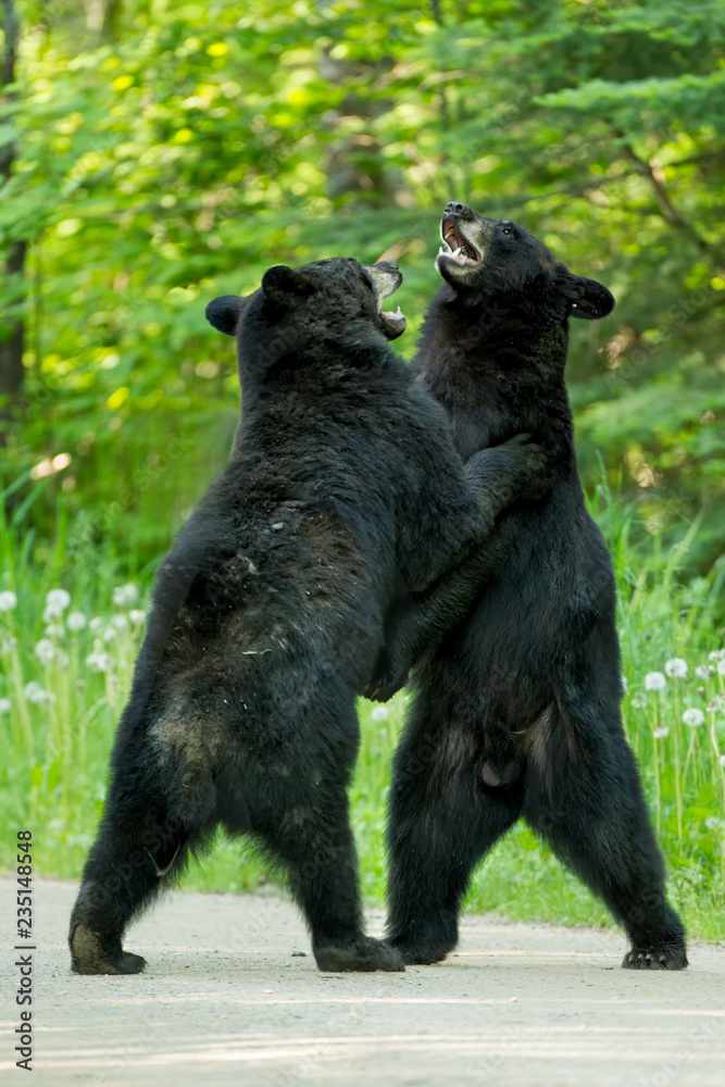 Fototapeta premium Black Bear fight taken in northern MN in the wild