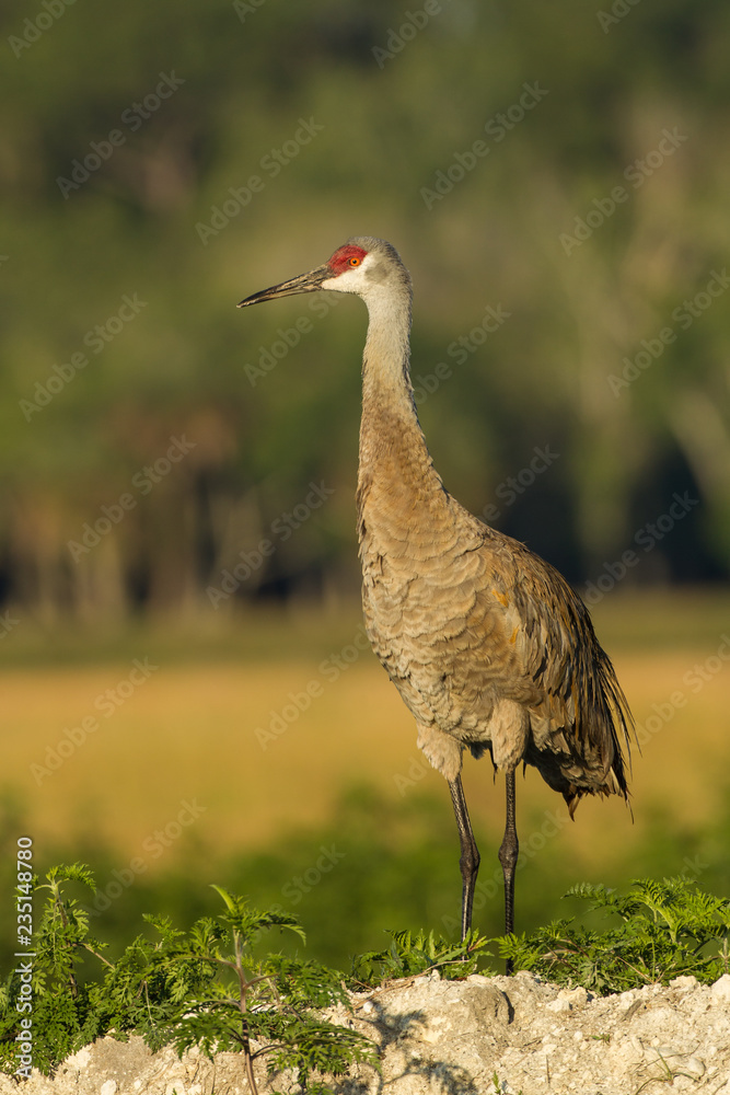 Fototapeta premium Sandhill Crane adult taken in SW Florida in the wild