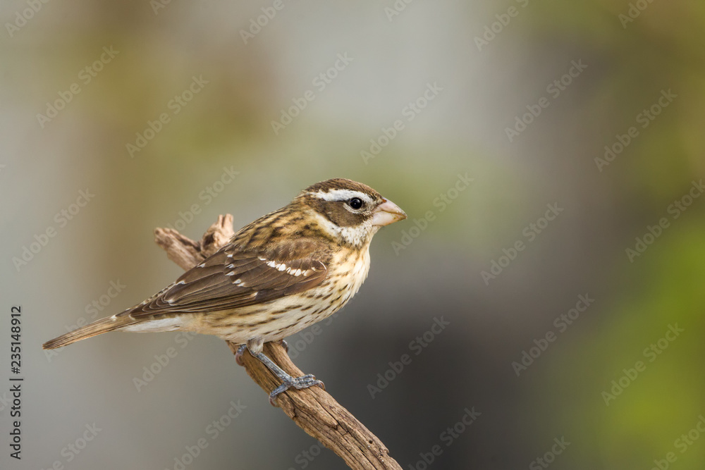Rose-breasted Grosbeak female Rose-breasted Grosbeak female