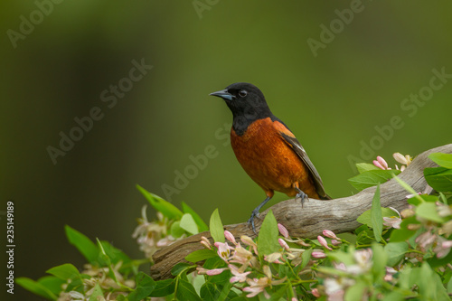 Εκτύπωση καμβά Orchard Oriole adult male taken in central MN