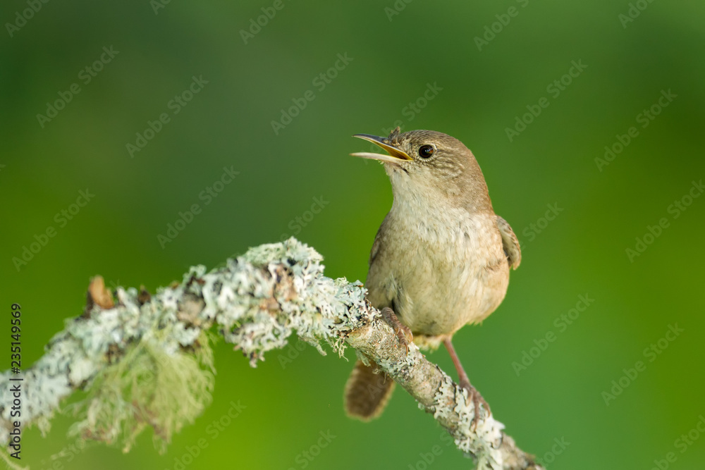 Fototapeta premium House Wren taken in central MN in the wild