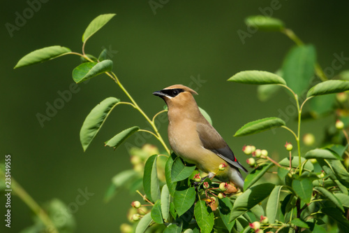 Cedar Waxwing taken in southern MN photo