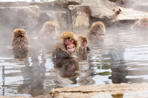 Photography Raging japanese snow monkeys sitting in a hot spring