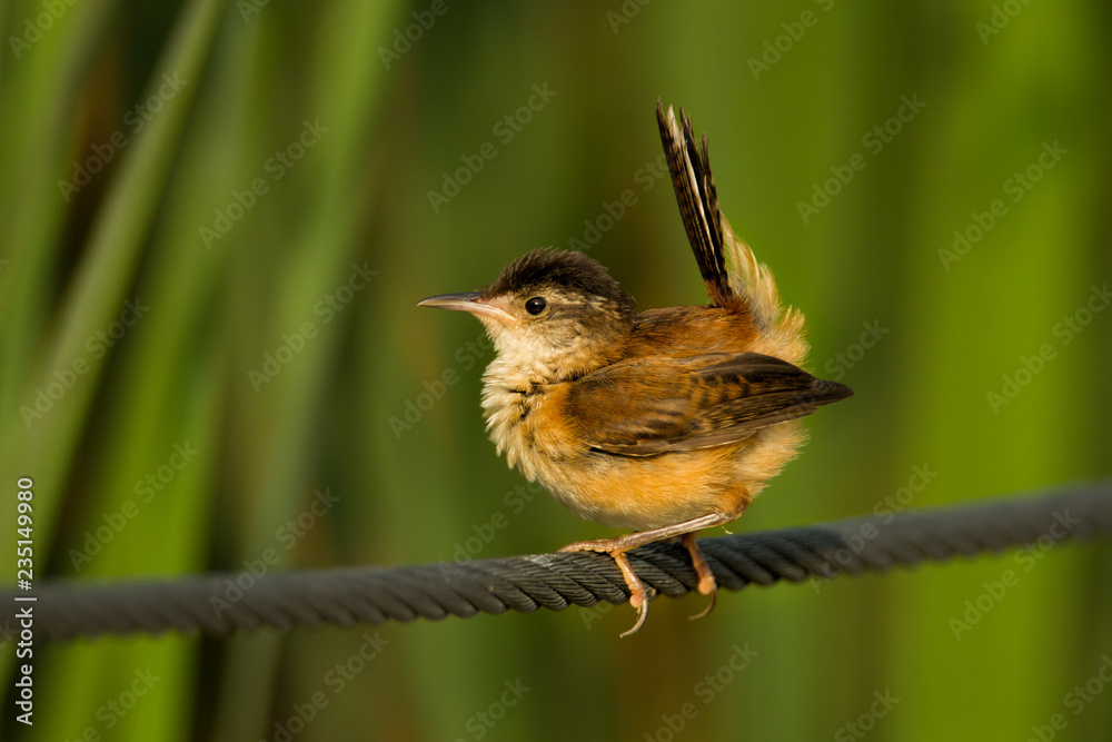 Fototapeta premium Marsh Wren taken in southern MN