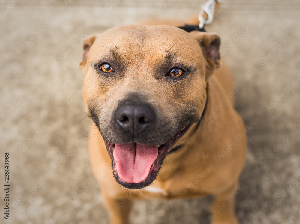 A beautiful brown and blue / grey Pit Bull mix dog looks up at the camera, at the animal shelter where he is waiting for a home