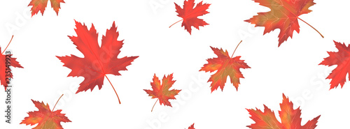 Seamless pattern with bright orange red falling maple leaves isolated on white background. Seasonal banner or holiday vintage decor. Realistic Vector illustration