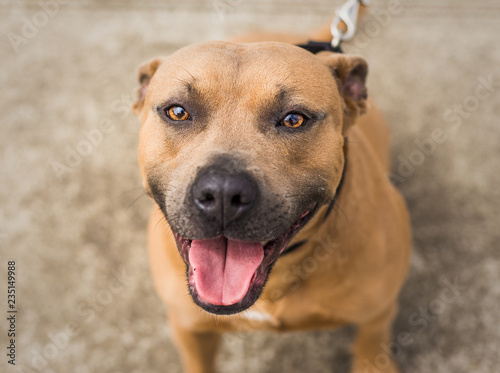 A beautiful brown and blue   grey Pit Bull mix dog looks up at the camera  at the animal shelter where he is waiting for a home