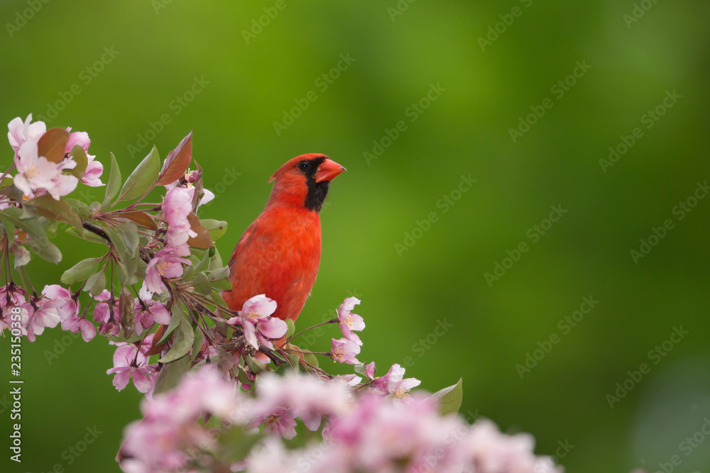 Northern Cardinal male in flowers taken in southern MN in the wild Northern Cardinal male in flowers taken in southern MN in the wild