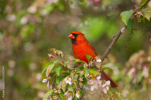 Northern Cardinal male in flowers taken in southern MN in the wild