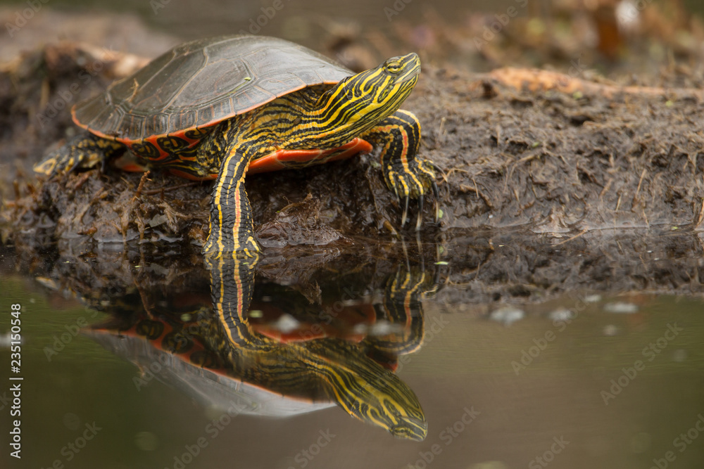 Painted Turtle taken in southern MN in the wild Painted Turtle taken in southern MN in the wild