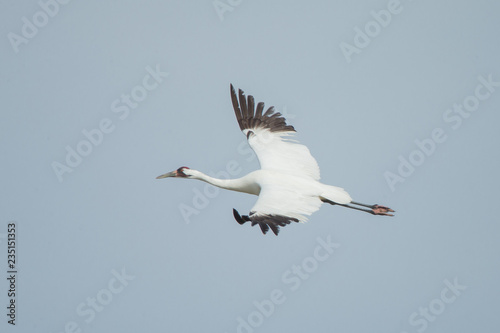 Whooping Crane in flight taken in coastal Texas