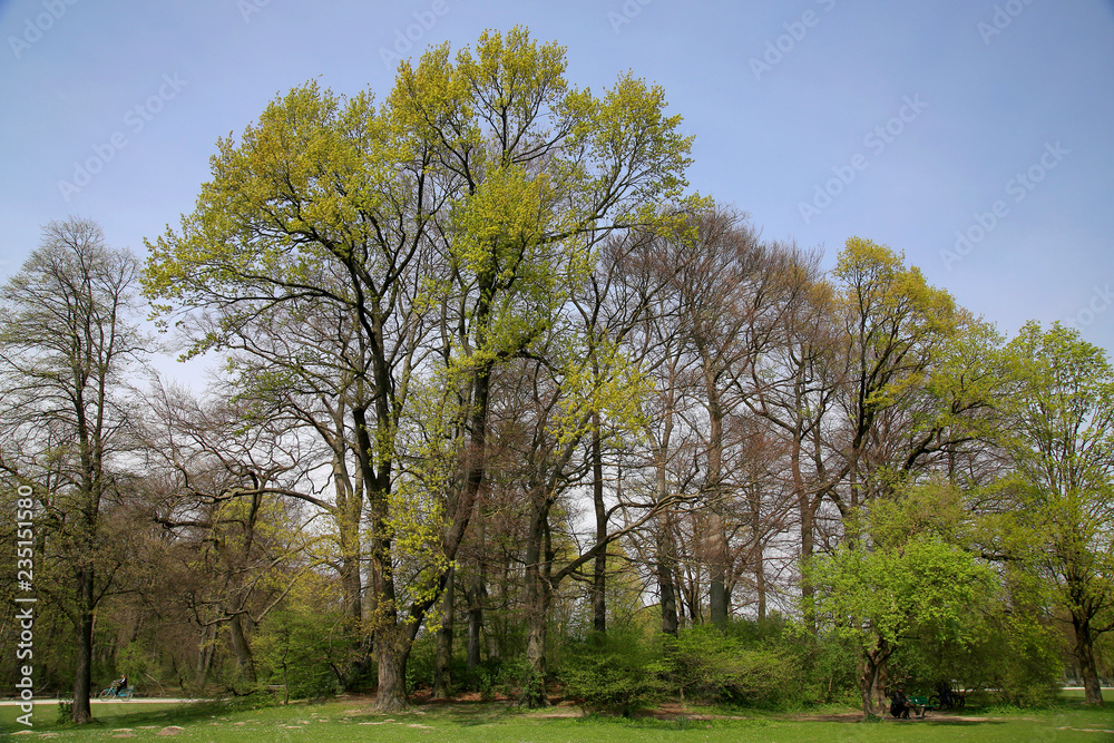 Parkbäume im Frühling, Bayern, Deutschland
