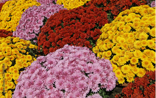 Canvas Print Massif de chrysanthèmes