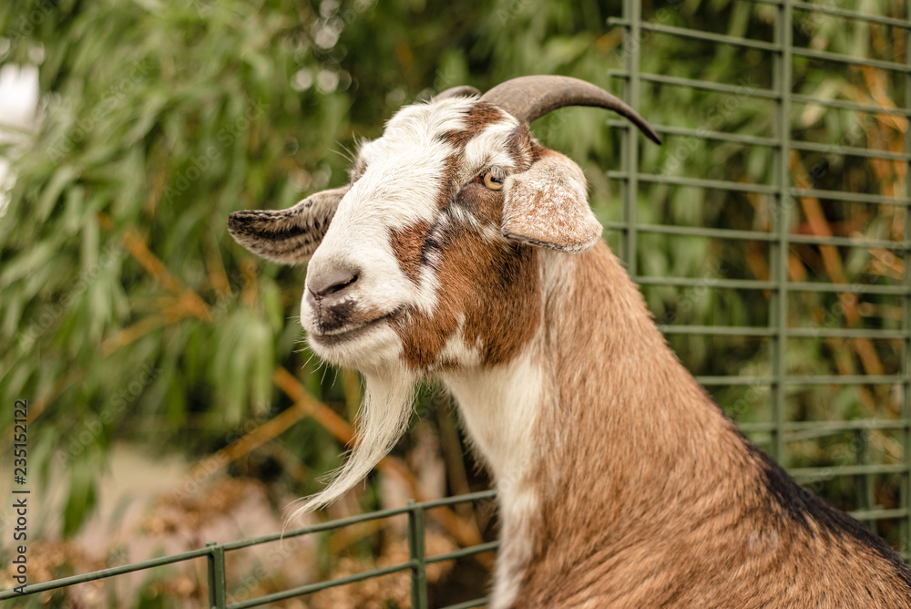 A domestic pet goat stands looking over a fence at a petting zoo. Tricolor goat with horns, natural blurry background