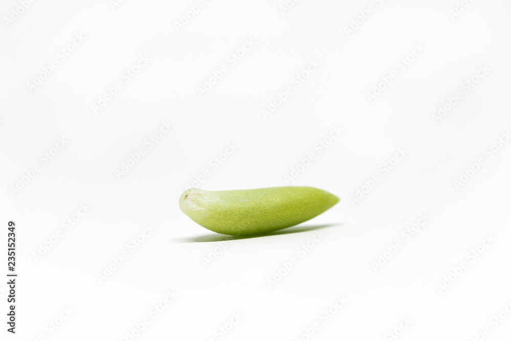 A single green succulent leaf over a white background A single green succulent leaf over a white background